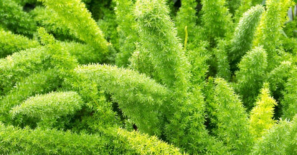 Unveiling Green Elegance: A Comprehensive Guide to Asparagus Fern, the Perfect Ornamental Plant for Your Home