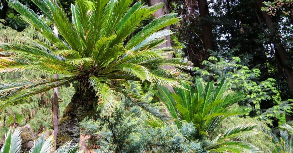 Unveiling Green Elegance: A Comprehensive Guide to the Sago Palm