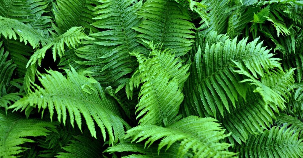 Unveiling Green Elegance: The Enchantment of the Fern as an Ornamental Plant