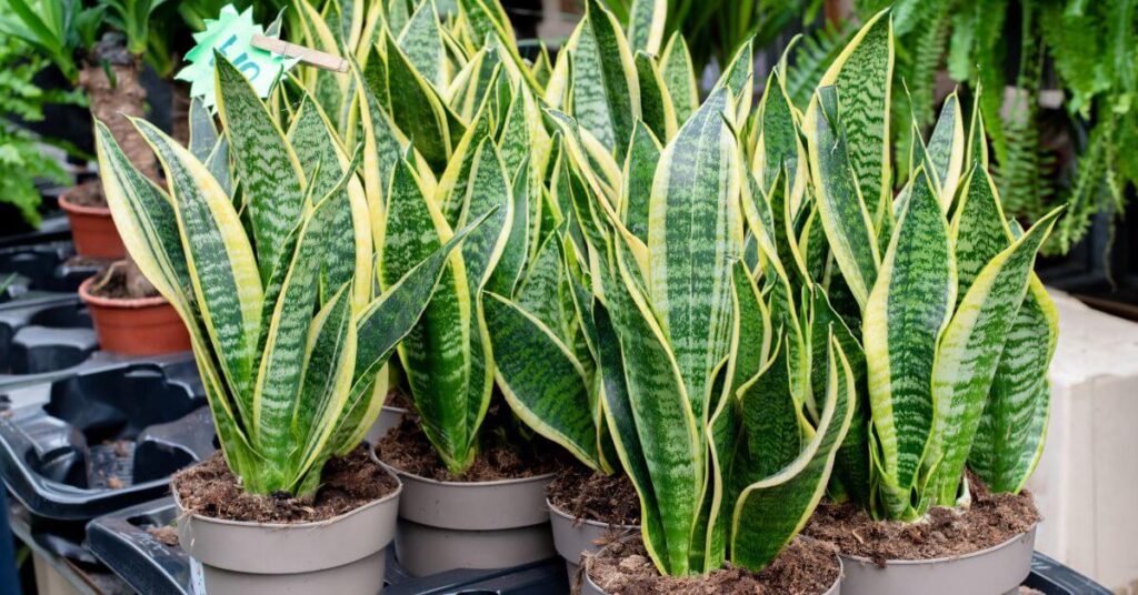 Unveiling the Charms of the Snake Plant: A Journey through the Ornamental Plant of Luck and Beauty