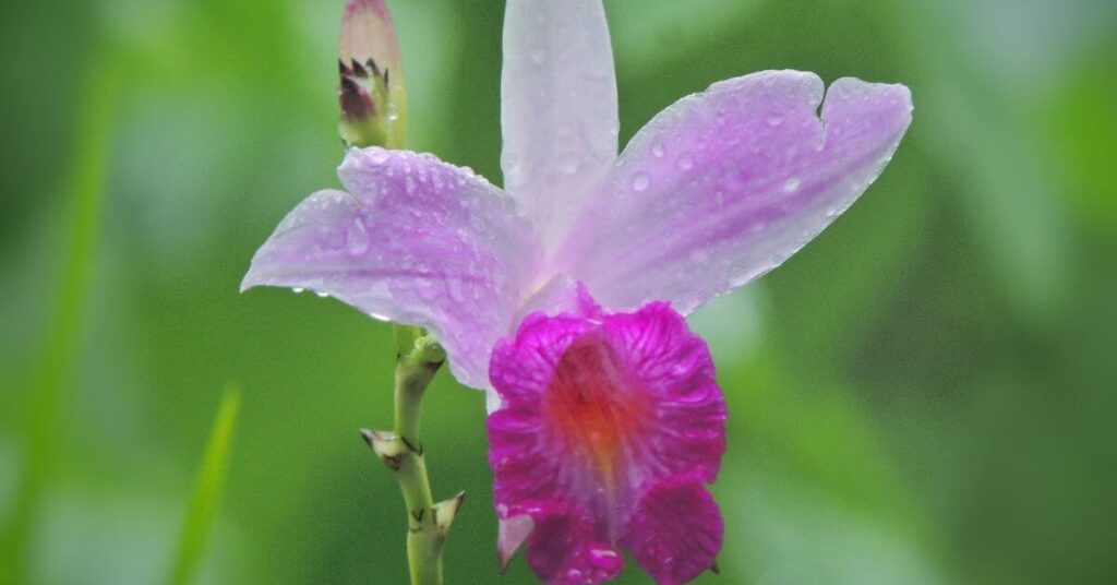 Unveiling the Elegance of the Bamboo Orchid: A Comprehensive Guide to Cultivation and Care